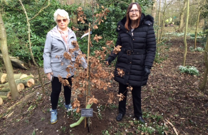 Tree planting