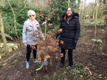 Tree planting